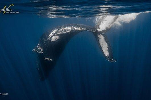 Mexiko Baja California Ultimate Whale Watching 11