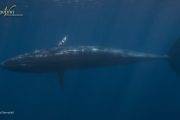 Mexiko Baja California Ultimate Whale Watching 14