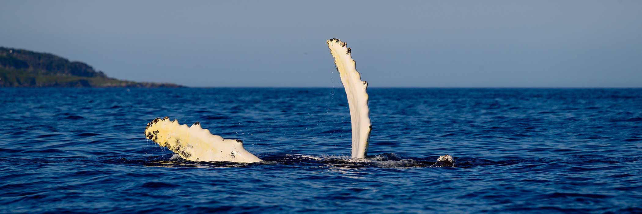 Baja California • Ultimate Whale Watching