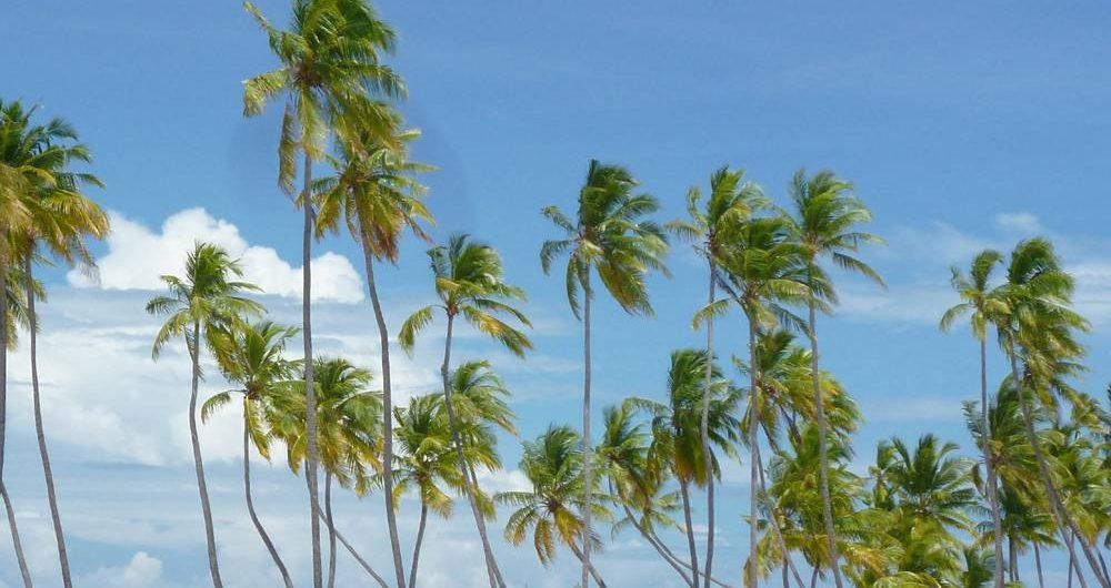 Malediven Palmenstrand Klein