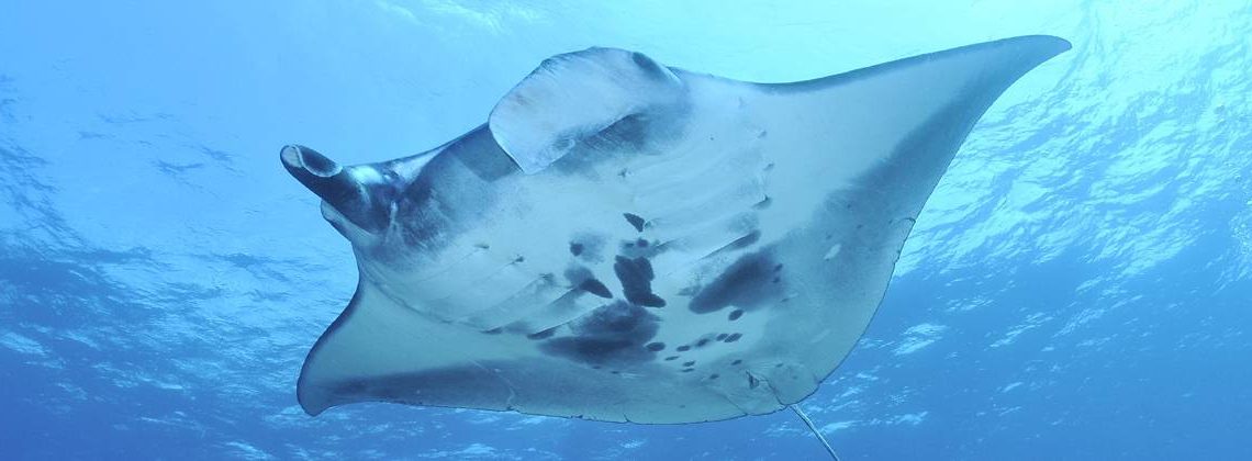 Manta