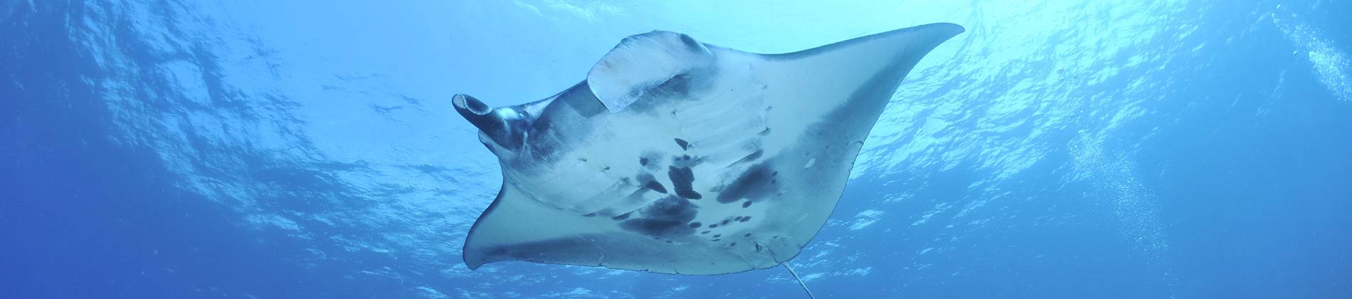 Manta 