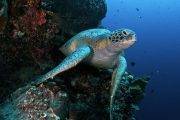 Sulawesi Murex Dive Resort Manado 19