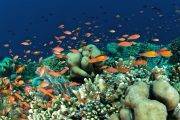 Sulawesi Murex Dive Resort Manado 21