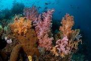 Sulawesi Murex Dive Resort Manado 28