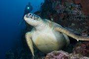 Sulawesi Murex Dive Resort Manado 29