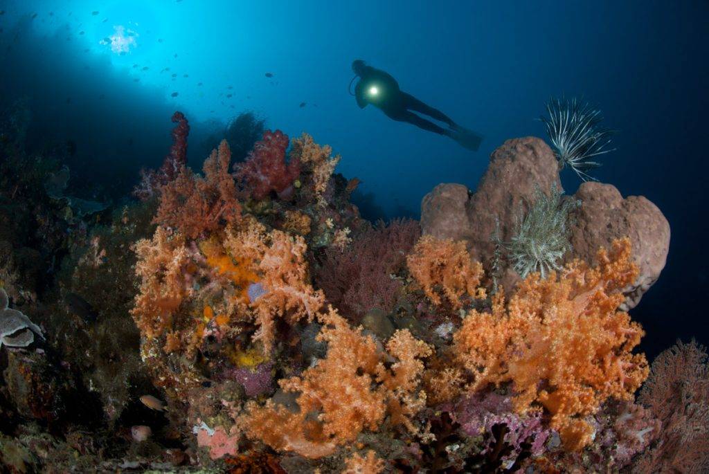 Sulawesi Murex Dive Resort Manado 31