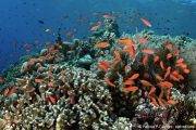 Murex Manado Bunaken Reef Top Anthias