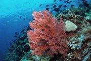 Murex Manado Bunaken Sea Fan With Fish