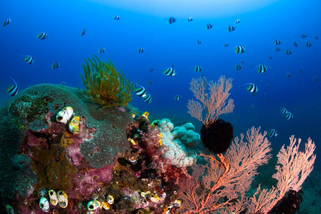 Metita Resort Unterwasser 26