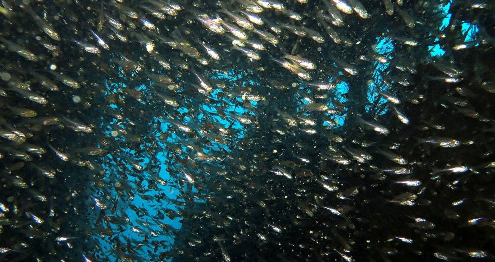 Glasfische beim Wracktauchen