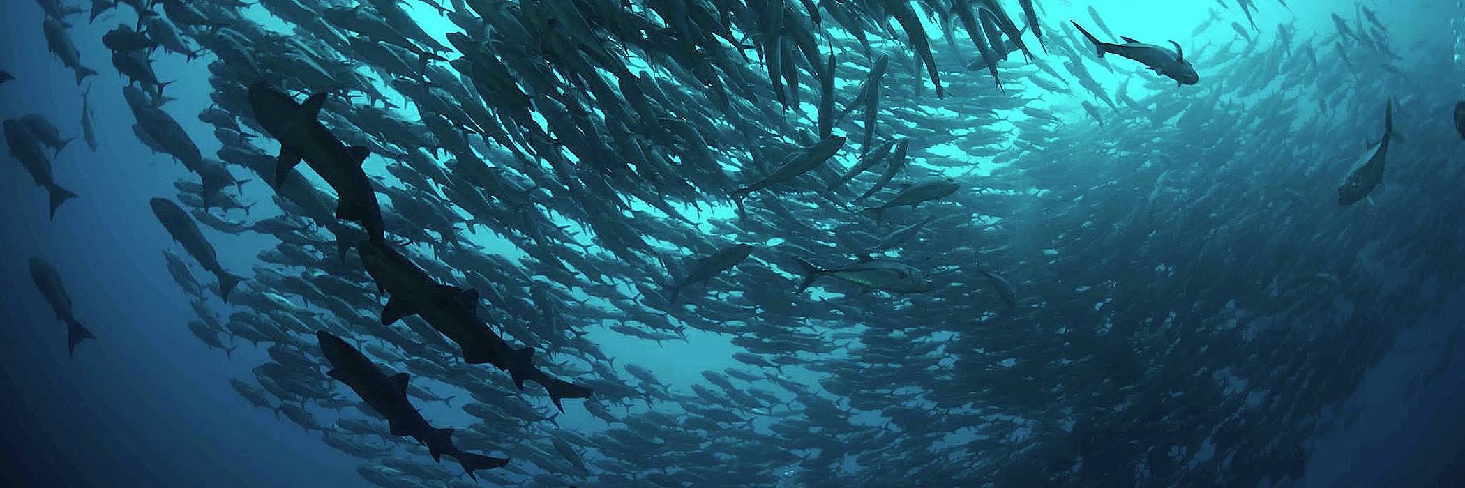 Tauchbasis Costa Rica • Deepblue Diving