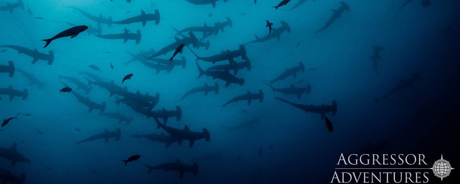 Hammerhaie Cocos Island