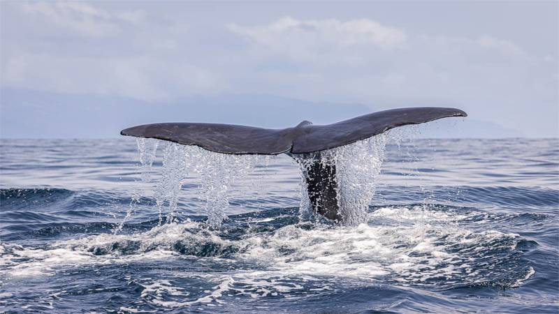 Azoren Whale Watching