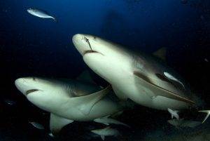 Bull Shark