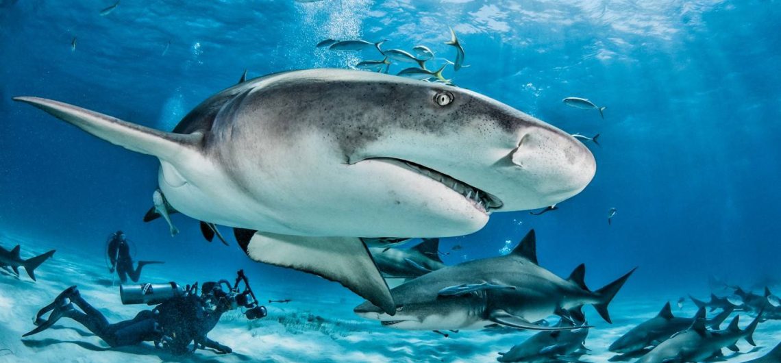 Lemon Shark