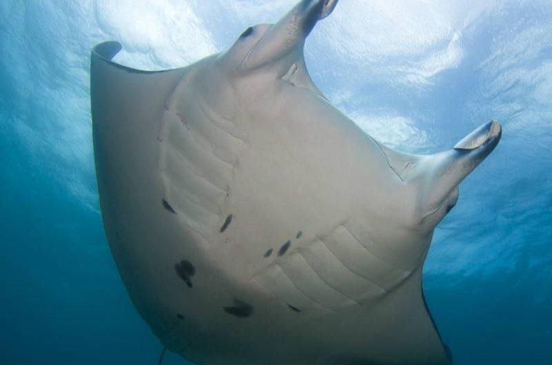 Manta