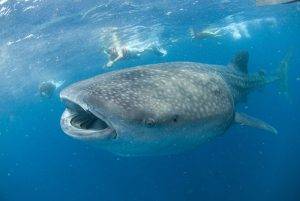 Mexiko Whale Shark