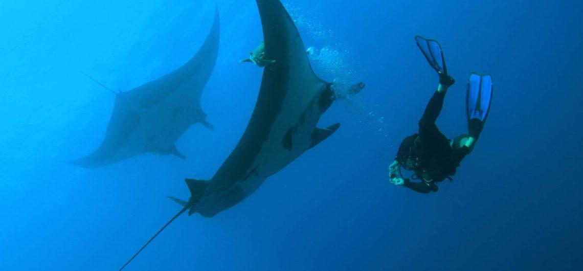 Mantas ©Miyoko Katada