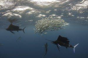Sailfish