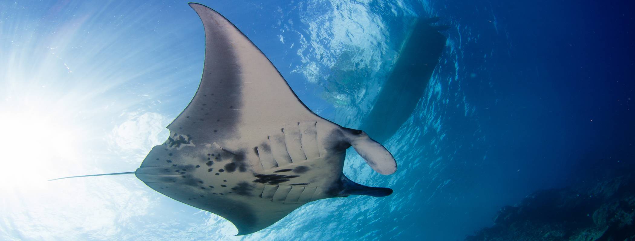 Yap Manta