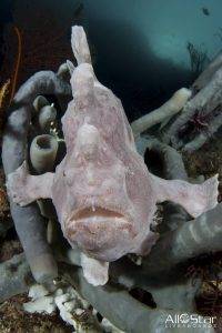 Allstarliveaboards Indonesia Underwater Frogfish